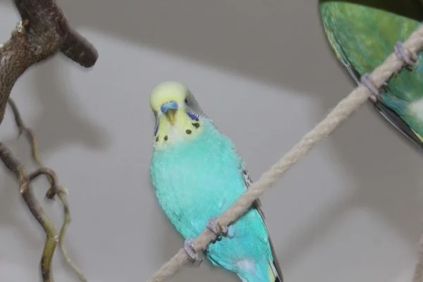 Wellensittich-Bild: Blueblue ist zutraulich