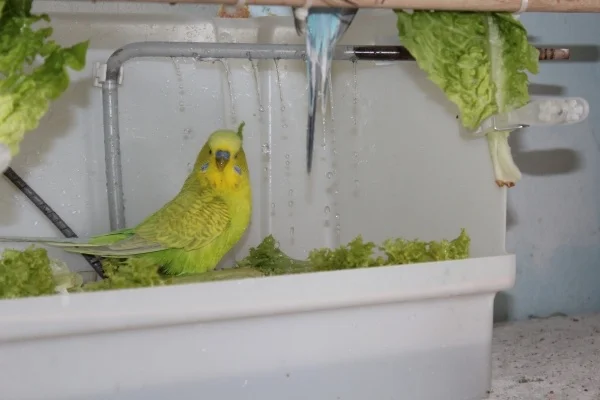 Wellensittich-Bild: Neuzugang Tomate hat keine Angst vor der Wellidusche und genießt den Badespaß!