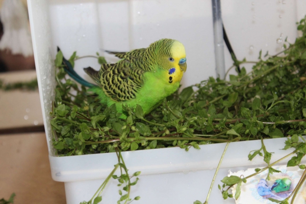 Rudi