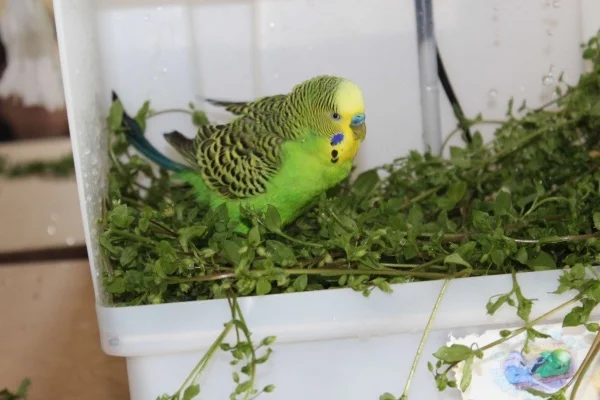 Wellensittich-Bild: Rudi ist beim Duschen immer dabei!
