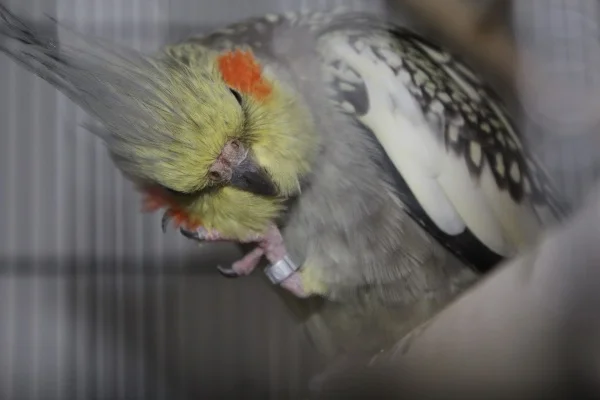 Wellensittich-Bild: Lena reibt sich immer mit dem langen Zeh genüßlich die Bäckchen!