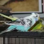 Rosalie, die Schüchterne