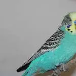 Blueblue, ein neuer Hahn