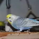 Emily, die Hübsche