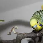 Neugieriger Fipsi