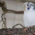 Hermine