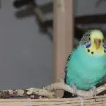 Mathilda, die Draufgängerin