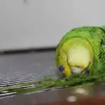 Abbey mit den knalligen Bäckchen!