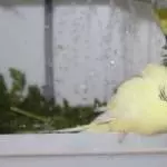 Möööööhrenkraut- lecker!