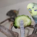 Hansi`s Leibspeise- Gurke!