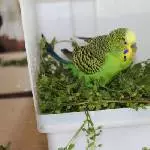 Nasse Vogelmiere ist das Beste!