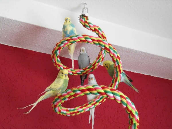 Wellensittich-Bild: Alle meine fünf Wellis auf einem Bild :-)