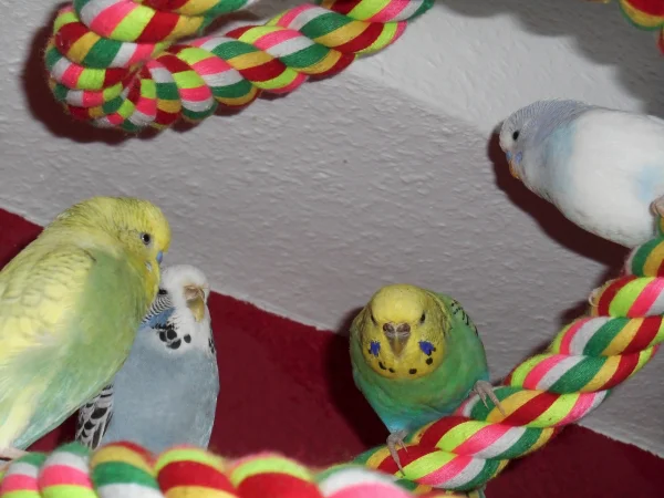 Wellensittich-Bild: Von links: Jack, Flora, Holly und Nino