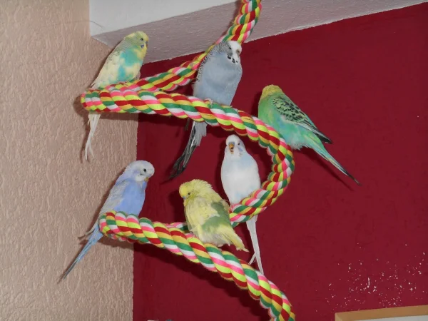 Wellensittich-Bild: Von oben links nach rechts: Blue, Flora, Holly
Unten links nach rechts: Rocky, Jack, Nino
Ich liebe Fotos auf denen alle 6 zu sehen sind!! :-)
