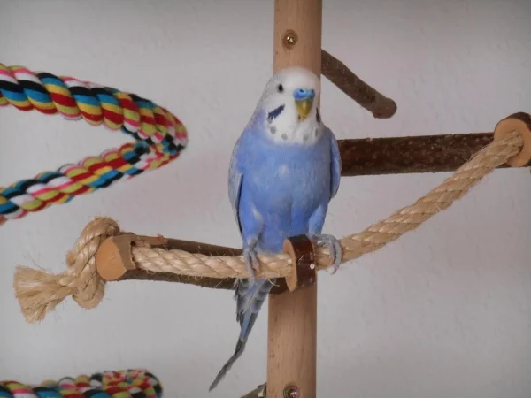 Wellensittich-Bild: Rocky ist immer irgendwo im Wohnzimmer unterwegs, sobald die Türen der Voliere aufgehen. Ein richtiges Energiebündel