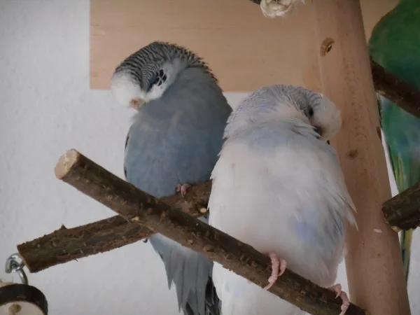 Wellensittich-Bild: Flora und Nino putzen sich gründlich, danach wird erstmal eine Runde geschlafen.