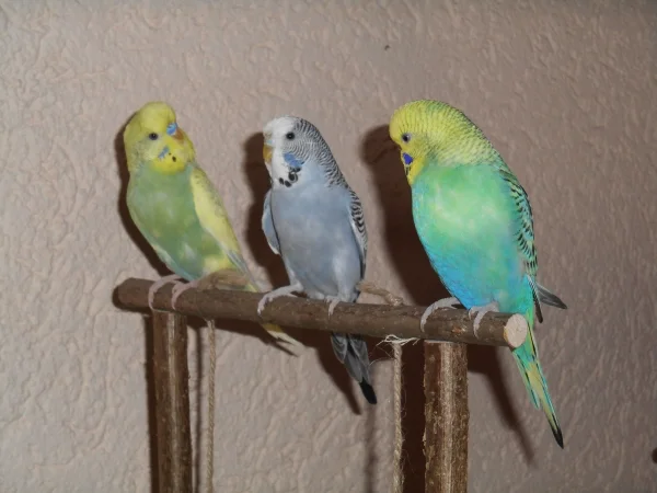 Wellensittich-Bild: von links nach rechts: Jack, Flora und Holly