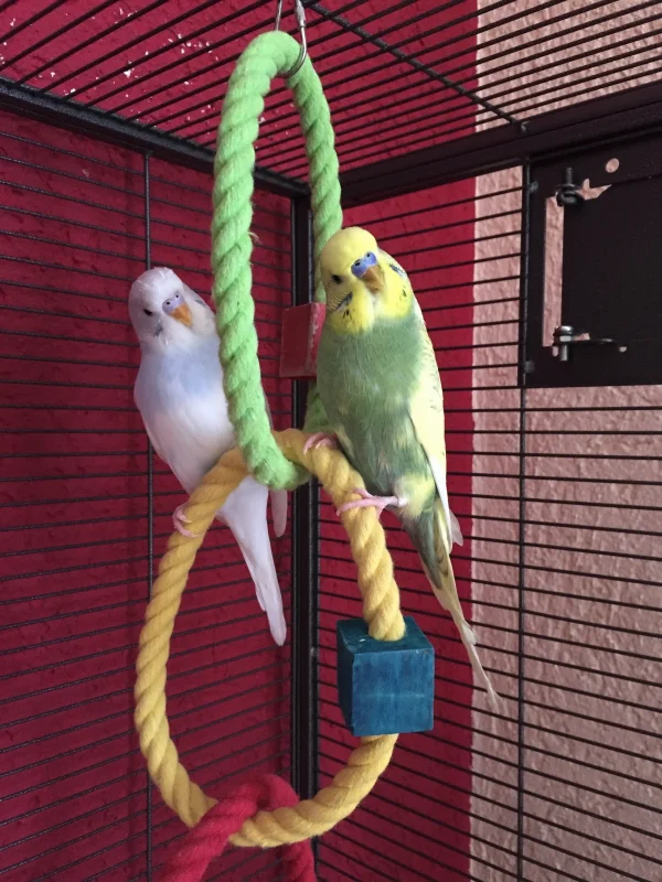 Wellensittich-Bild: Nino und Jack ganz synchron kurz nach dem aufstehen am Morgen.