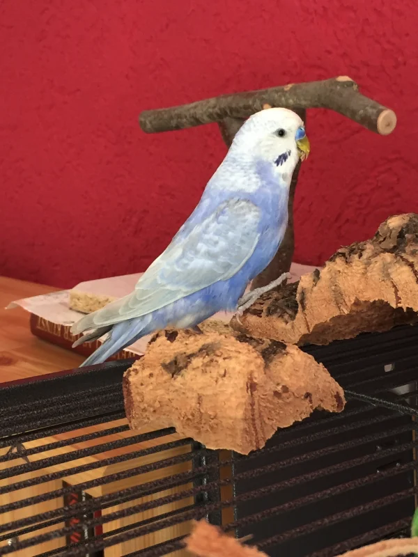 Wellensittich-Bild: Rocky wirkt immer ausgelassen, fröhlich und putzmuter