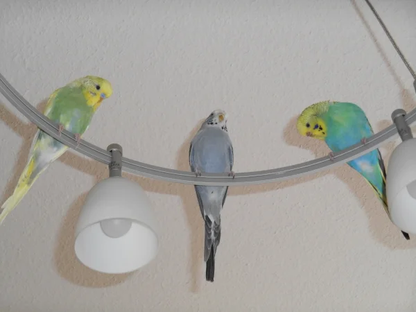 Wellensittich-Bild: Von der Lampe werde ich immer besonders gerne beobachtet, wenn ich auf meinem Sofa sitze.