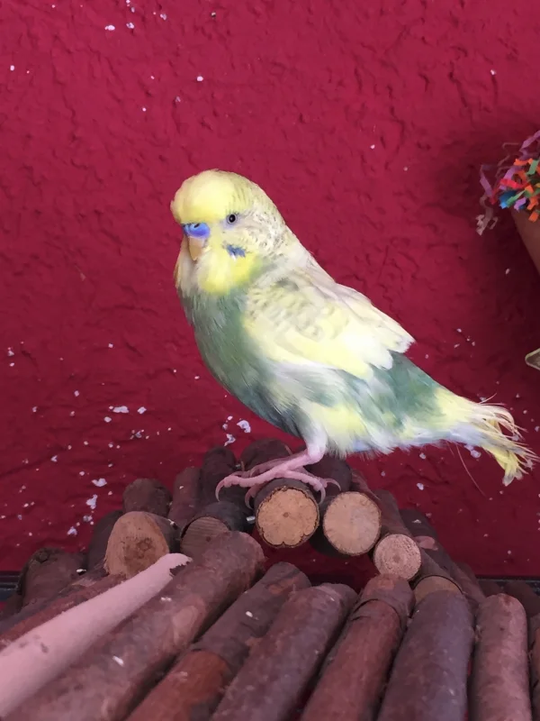 Wellensittich-Bild: Jack auf seiner Holzbrücke