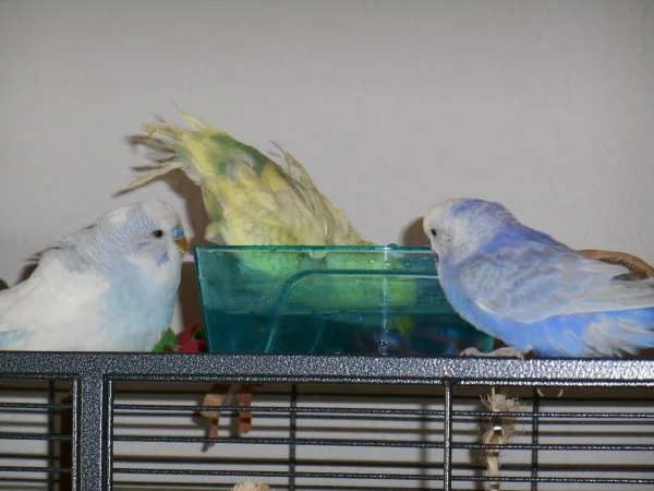Wellensittich-Bild: Jack nimmt ein Bad, Nino und Rocky sehen zu und warten auf ihre Chance