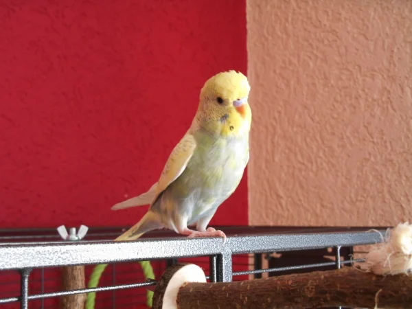 Wellensittich-Bild: Mein kleiner Sonnenschein Jack.