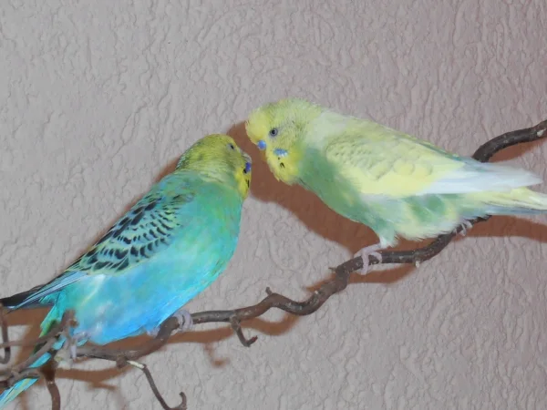 Wellensittich-Bild: Holly und Jack