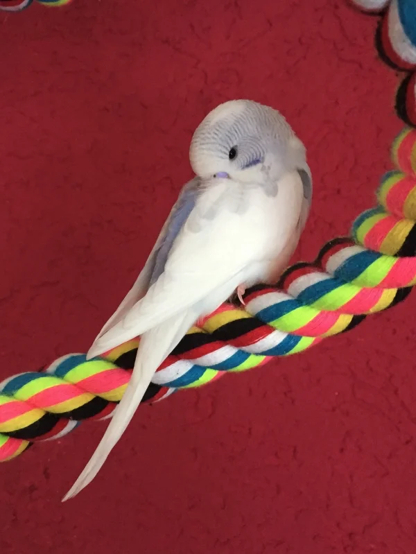 Wellensittich-Bild: Mein kleiner Charmeur Nino.