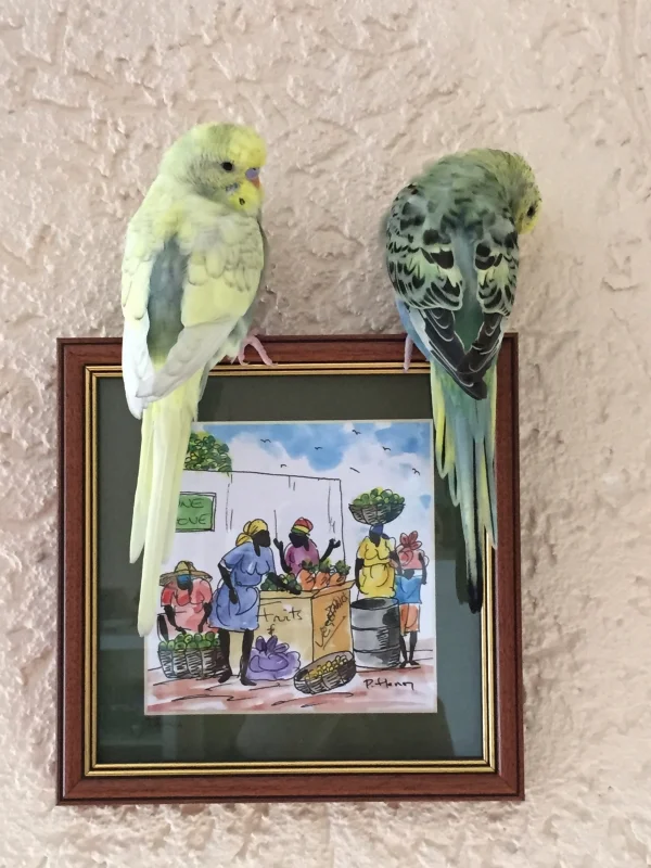 Wellensittich-Bild: meine 