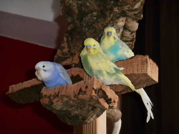 Wellensittich-Bild: Rocky, Jack und Blue sitzen zusammen auf dem Vogelbaum