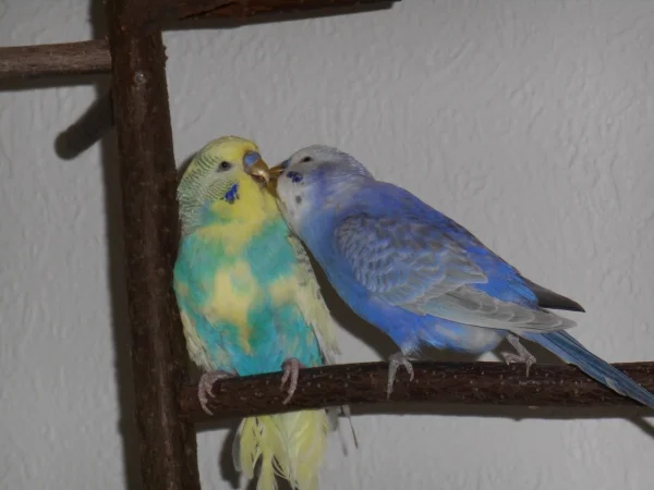 Wellensittich-Bild: Rocky krault seinen Blue