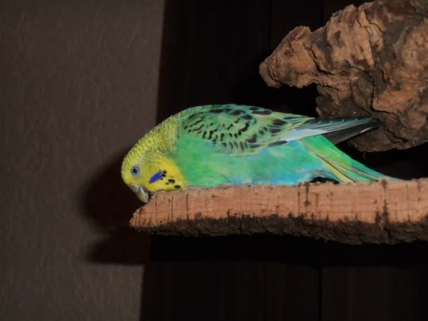 Wellensittich-Bild: Holly zerlegt fröhlich das Korkbrettchen