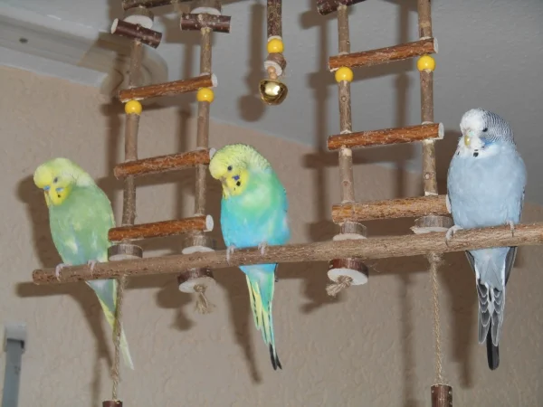 Wellensittich-Bild: von links nach rechts: Jack, Holly und Flora