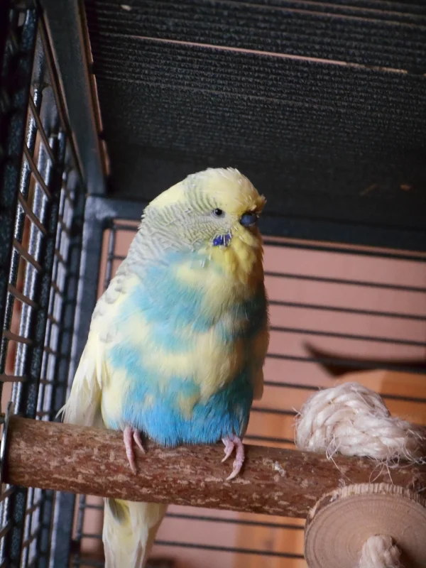 Wellensittich-Bild: Blue ist neu in meinem Schwarm und noch recht unsicher. Er ist ein Abgabe-Welli und ich hoffe er fühlt sich hier bald zuhause.