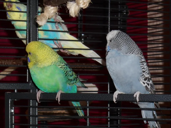 Wellensittich-Bild: Holly und Flora werden bei ihrem Kaffeekränzchen von Blue abgelenkt ;-)