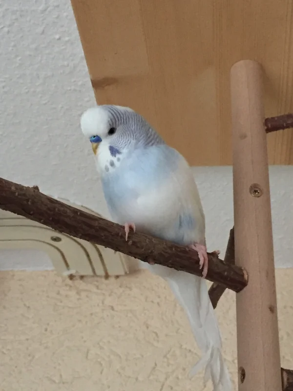 Wellensittich-Bild: Mein süßer Schatz Nino zwitschert auf dem Vogelbaum fröhlich vor sich hin. An seinen Schwanzfedern kann man wieder gut Hollys Werk erkennen 