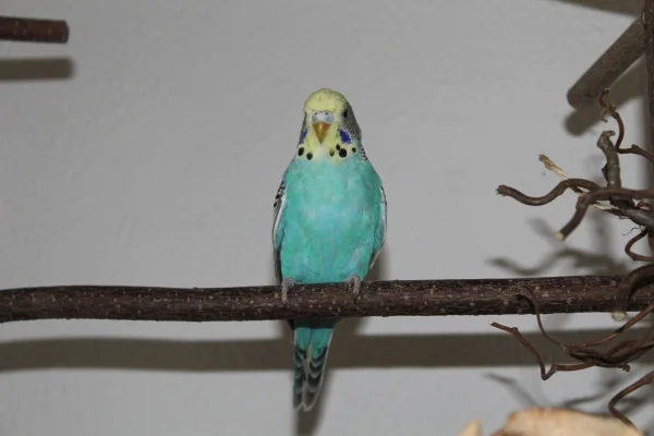 Wellensittich-Bild: Noch ein Foto der süßen Matilda