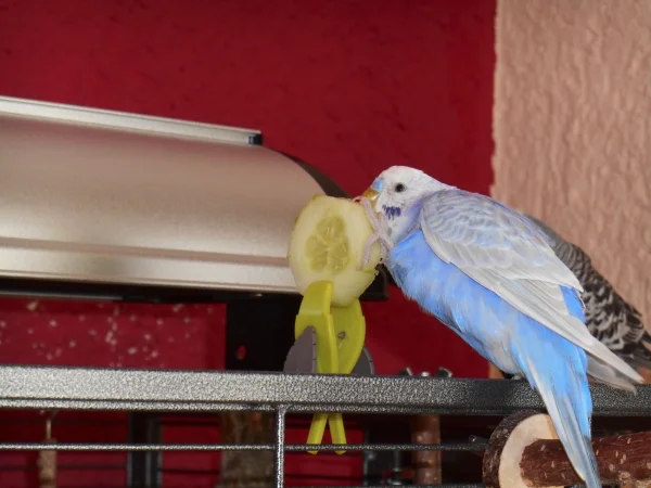 Wellensittich-Bild: Rocky nascht an der Gurke. Vielleicht hat er Angst sie könnte weglaufen und hält sie deshalb fest :-)