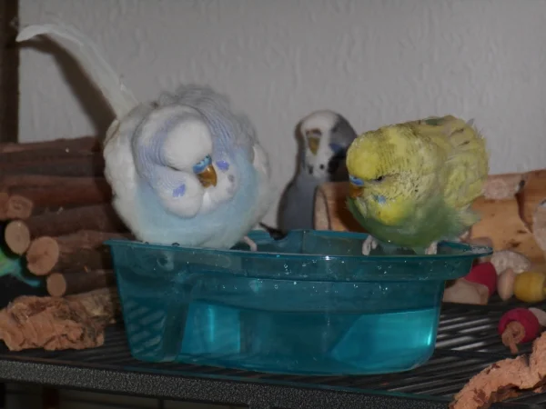 Wellensittich-Bild: Nino und Jack wollen gleichzeitig in die Wanne, das gibt immer Zoff!