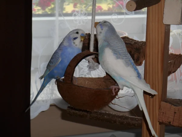 Wellensittich-Bild: Rocky und Nino untersuchen zusammen die Kokosnuss
