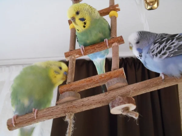 Wellensittich-Bild: Jack, Holly und Flora auf der großen Schaukel