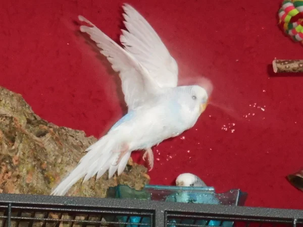 Wellensittich-Bild: Eigentlich wollte ich ein Badefoto von Flora und Nino machen, aber Nino ist losgeflogen und es ist per Zufall dieses Bild entstanden. Ich finde er sieht aus wie ein Friedenstäubchen :-)