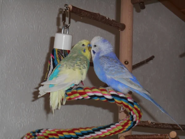 Wellensittich-Bild: Rocky krault den sichtlich von der Mauser gezeichneten Blue. Blue ist 14 Jahre alt, Rocky 1 Jahr