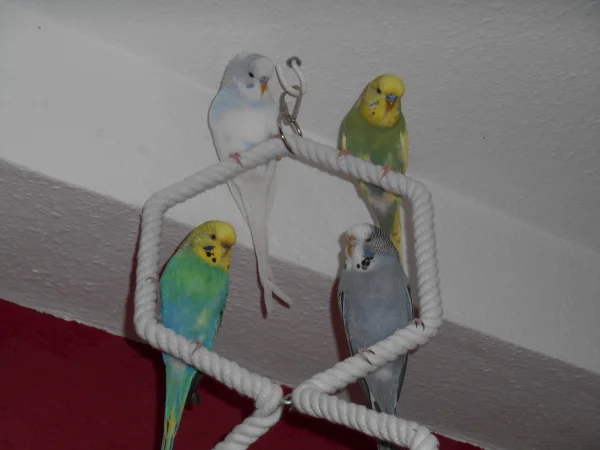 Wellensittich-Bild: Oben sitzen die Jungs Nino und Jack, unten die Mädels Holly und Flora