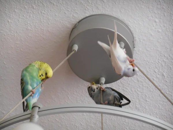 Wellensittich-Bild: Holly und Flora turnen an der Lampe und ihr neuer Freund Nino (der süße Spatz rechts) macht gleich mal mit. Da war für Jack kein Seil mehr frei.