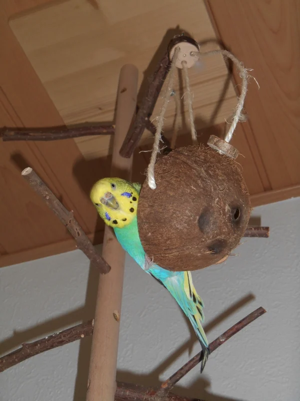 Wellensittich-Bild: Holly schaut zu mir und der Kamera nach unten und unterbricht dazu die Erkundung der Kokosnuss :-)