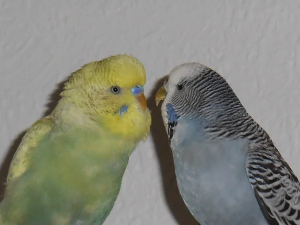 Wellensittich-Bild: Jack hat Flora sooo lieb