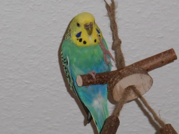 Wellensittich-Bild: Und hoch das Bein :-) 