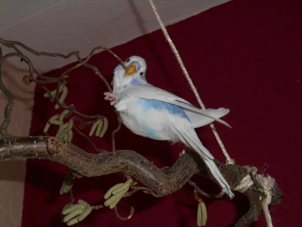 Wellensittich-Bild: Nino auf dem Korkenzieherhasel-Ast